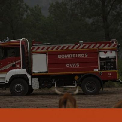 Provedora de animais pretende criar rede nacional de apoio em emergências