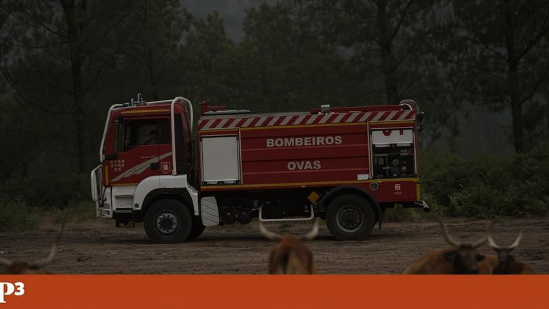 Provedora de animais pretende criar rede nacional de apoio em emergências