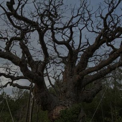 Carvalho centenário que terá abrigado Robin dos Bosques morreu