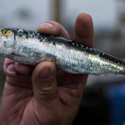 Sardinhas para o S. João estão gordas, saborosas e caras