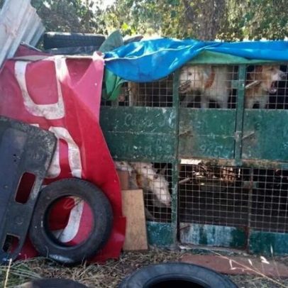 GNR resgata mais de 50 cães maltratados em acampamento ilegal