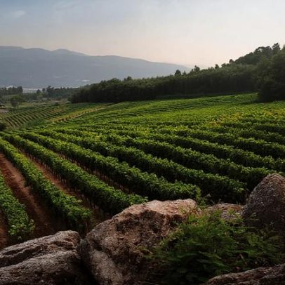 Cinco escolhas com Centro e Sul, do vinho Dão e Lafões à culinária do Algarve