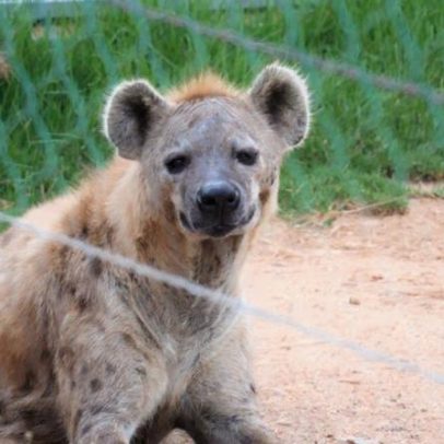 Hienas são animais sociáveis que imitam a gargalhada