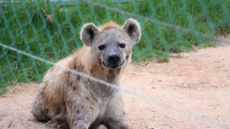 Hienas são animais sociáveis que imitam a gargalhada