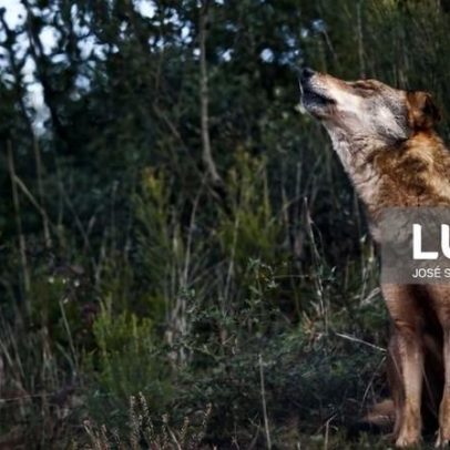 Governo aumenta compensações a produtores após ataques de lobo-ibérico