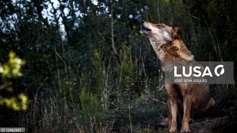 Governo aumenta compensações a produtores após ataques de lobo-ibérico