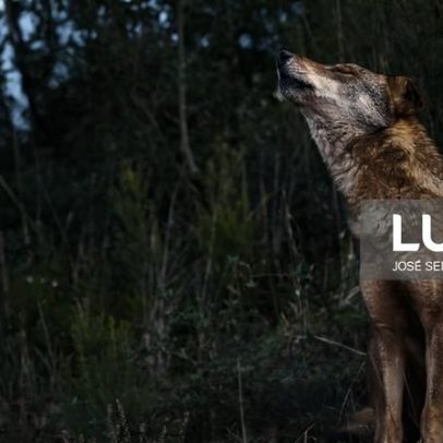 ICNF nega atrasos em indemnizações a produtores após ataques de lobos