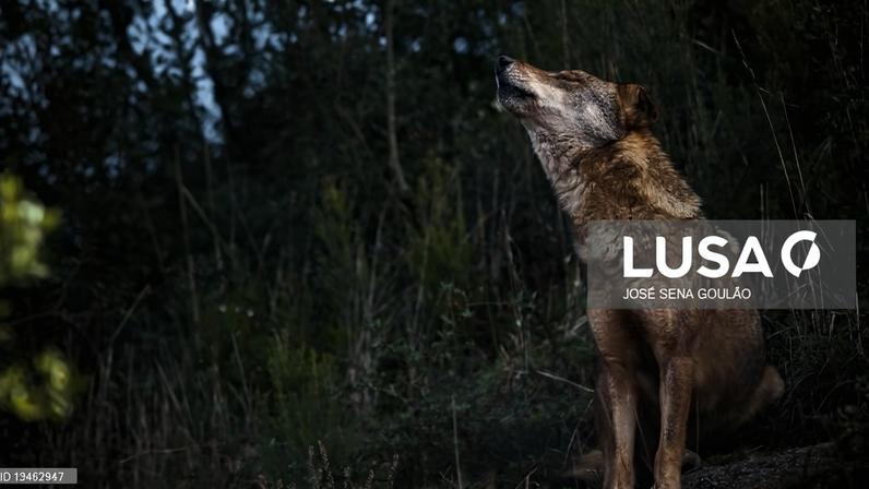 ICNF nega atrasos em indemnizações a produtores após ataques de lobos