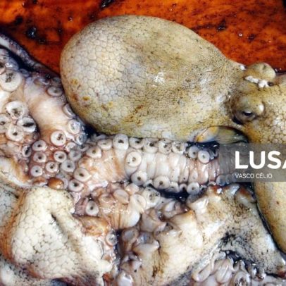 Defeso do polvo no Algarve é suspenso devido a perdas provocadas pelo mau tempo