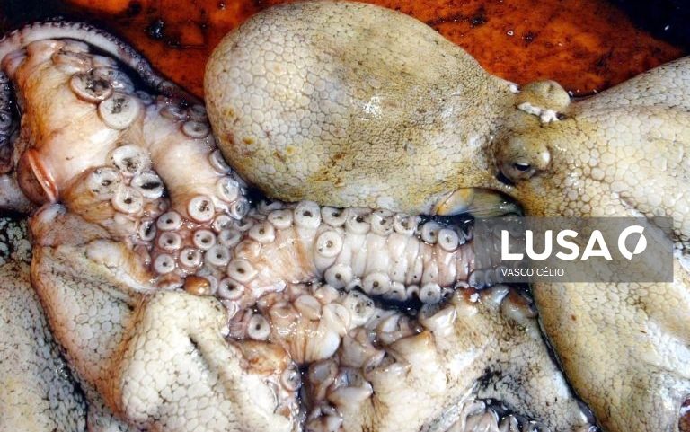 Suspenso defeso do polvo no Algarve devido a perdas provocadas pelo mau tempo