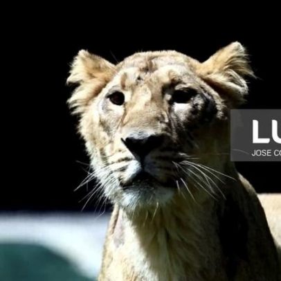 Parque Zinave, Moçambique, com mais de 5.000 animais de 16 espécies