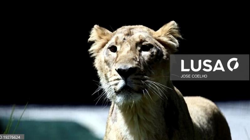 Parque moçambicano do Zinave com mais de 5.000 animais e 16 espécies