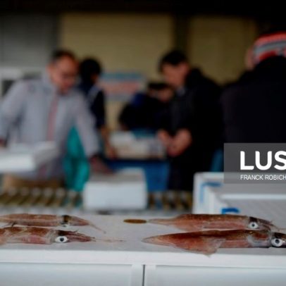 Investigação aponta pesca de lula destrutiva em três oceanos