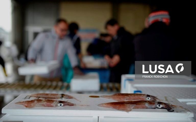 Investigação aponta pesca de lula destrutiva em três oceanos