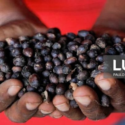 BAD reforça avanços da produção de café e segurança alimentar em Timor-Leste