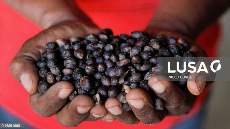 BAD reforça melhoria de produção do café e segurança alimentar em Timor-Leste