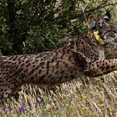 População de lince-ibérico cresce 95% em quatro anos para 2.663