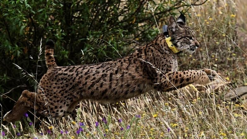 População de lince-ibérico cresce 95% em quatro anos para 2.663