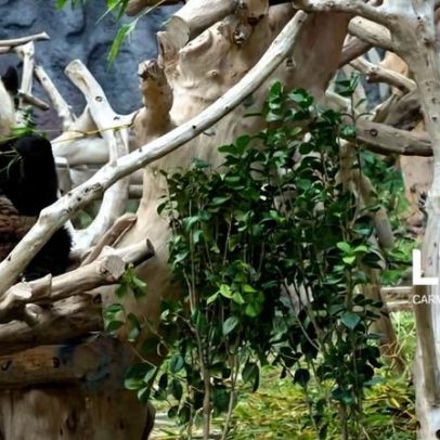 Primeiros pandas nascidos em Macau deixam a região em outubro