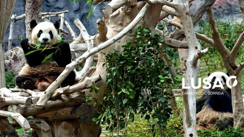 Primeiros pandas nascidos em Macau deixam a região em outubro