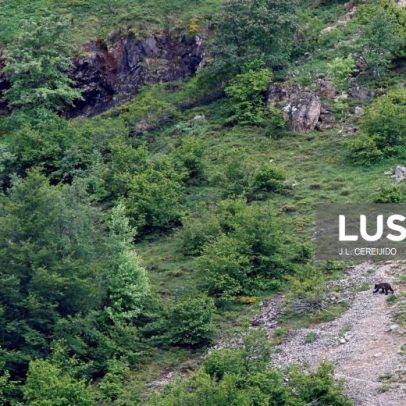 Tamanho do urso-pardo na Ibéria cai mais de 50% ao longo de milénios