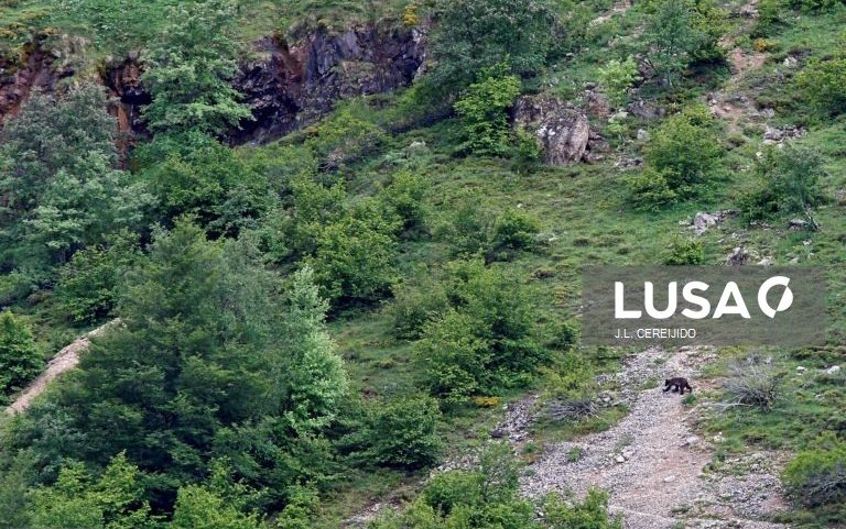 Tamanho de urso pardo na Ibéria diminuiu mais de 50% ao longo de milhares de anos - estudo