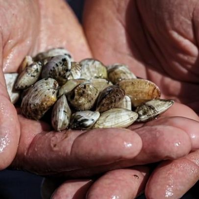 Novas regras para a apanha de bivalves entram em vigor