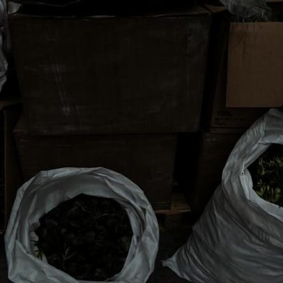 Macau regista maior apreensão de cannabis de sempre, 35 quilos avaliados em 3,8 M€