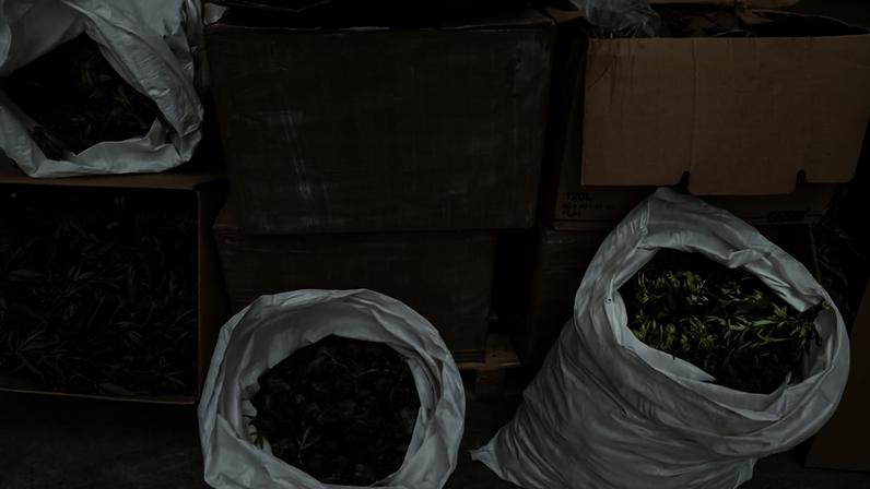 Macau regista maior apreensão de cannabis de sempre, 35 quilos avaliados em 3,8 M€
