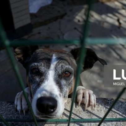 Operação de grande porte resgata 300 cães em Amarante