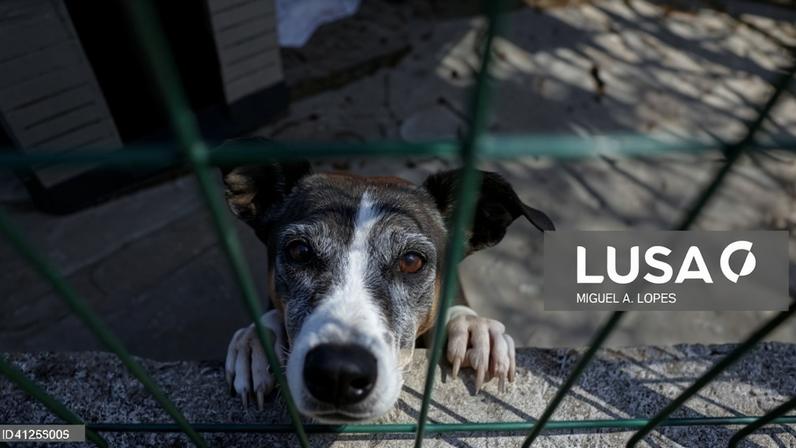 Operação de grande porte resgata 300 cães em Amarante