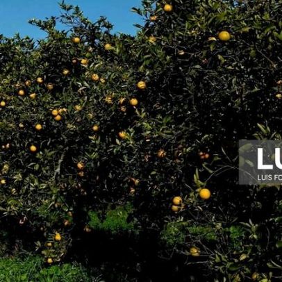 Roubo de laranjas no Algarve preocupa citricultores