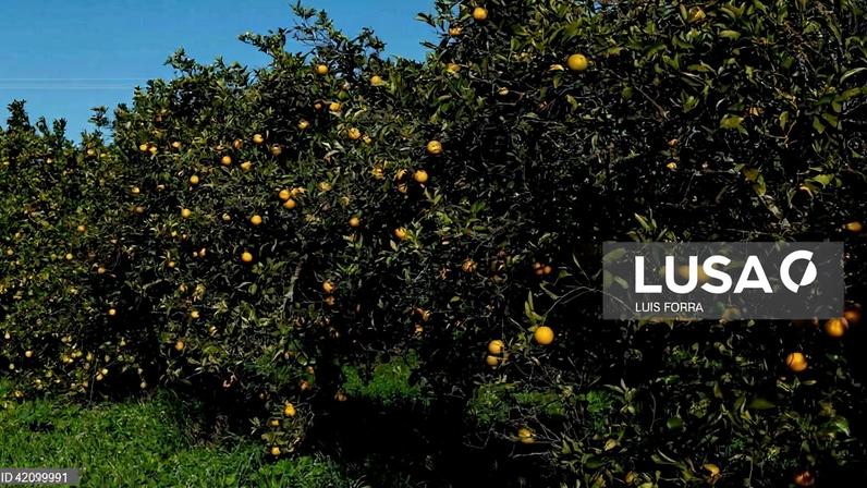 Roubo de laranjas no Algarve preocupa citricultores