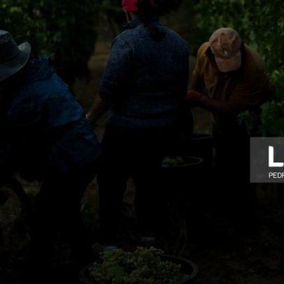 Viticultores obrigados a apresentar declaração de colheita até 31 de outubro