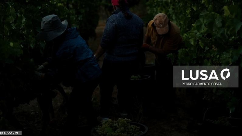 Viticultores obrigados a apresentar declaração de colheita até 31 de outubro