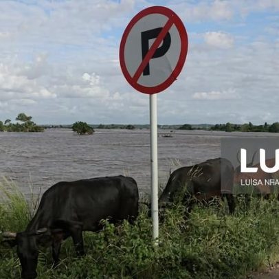 Inundações reduzem 22% da produção de carne bovina em Moçambique