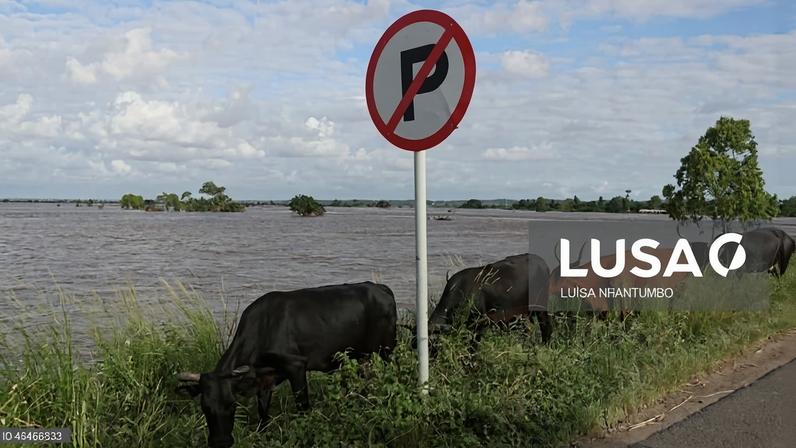 Inundações reduzem 22% da produção de carne bovina em Moçambique