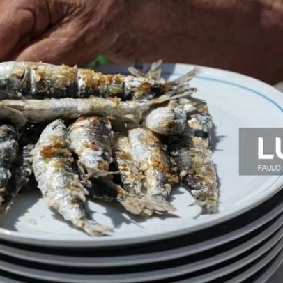 População de sardinha adulta quadruplicou desde 2015, indica relatório