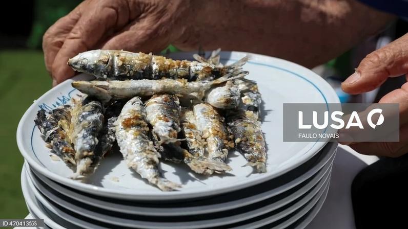 População de sardinha adulta quadruplicou desde 2015, indica relatório