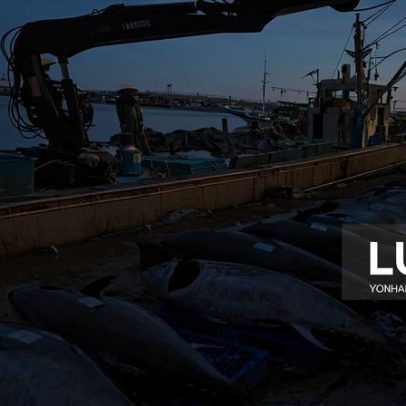 Produção global de peixe atinge 235 milhões de toneladas, afirma FAO