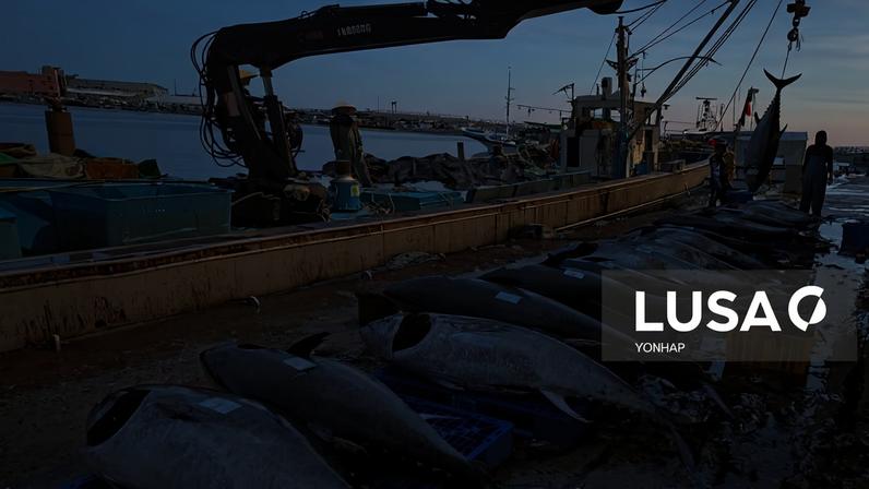 Produção global de peixe atinge 235 milhões de toneladas, afirma FAO