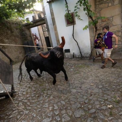 Vaca das Cordas promete ações após touro atacar o tablado