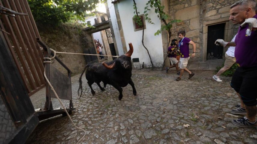 Do evento, é habitual que saiam pessoas feridas pelo touro durante a corrida