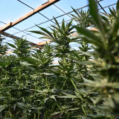 Falhas no Infarmed usadas para desviar canábis medicinal para o tráfico