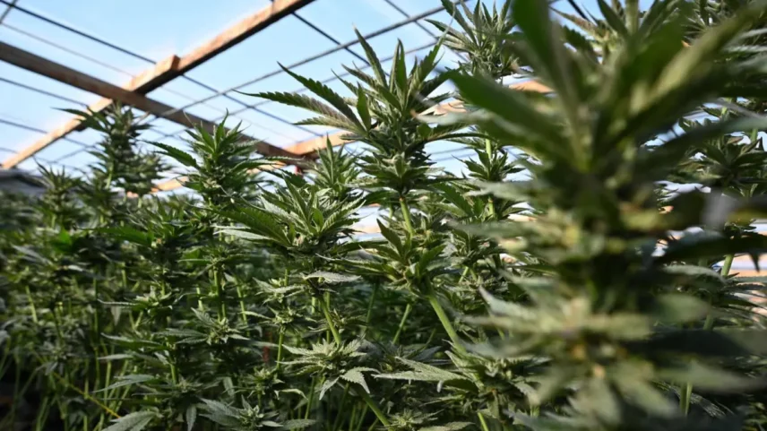 Falhas no Infarmed usadas para desviar canábis medicinal para o tráfico