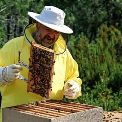 Apicultores que perderam tudo hesitam em recomeçar
