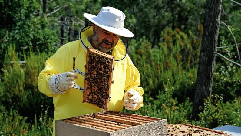 Apicultores que perderam tudo hesitam em recomeçar