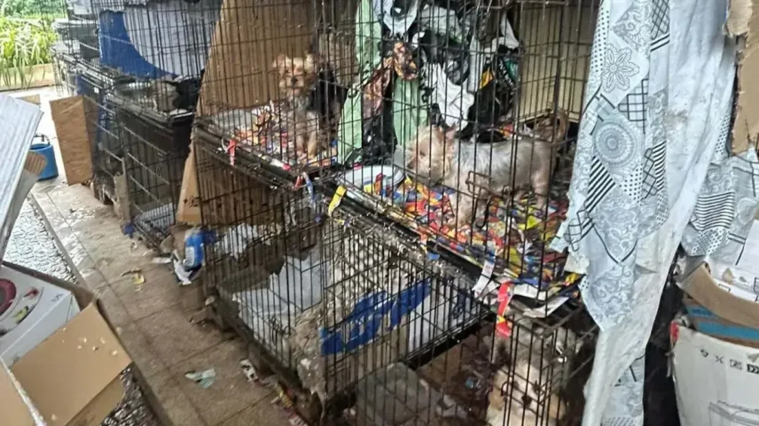 PAN quer criar base de dados de condenados por maus-tratos a animais