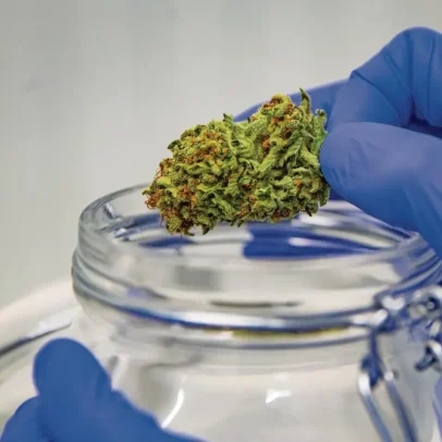 Governo altera lei da canábis medicinal para reduzir tráfico