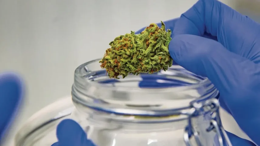 Governo altera lei da canábis medicinal para reduzir tráfico